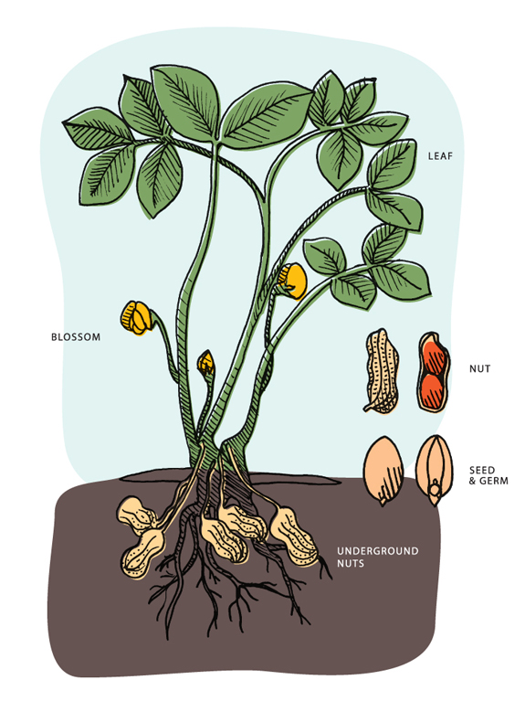 How Peanuts Grow Florida Peanut Producers